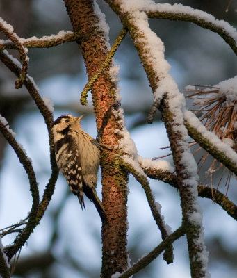 Kleine Bonte Specht / Little Spotted Woodpecker