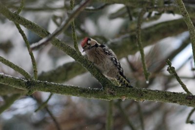 Kleine Bonte Specht / Little Spotted Woodpecker