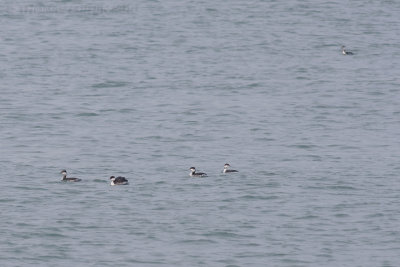 Kuifduiker / Slavonian Grebe