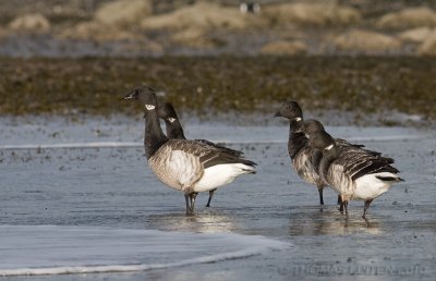 Witbuikrotgans / Pale-bellied Brent Goose