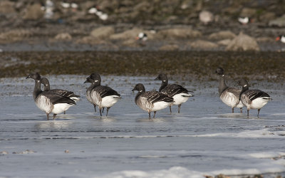 Witbuikrotgans / Pale-bellied Brent Goose