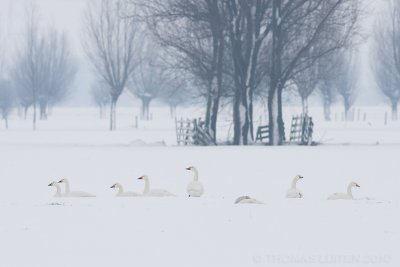 Kleine Zwaan / Bewick's Swan