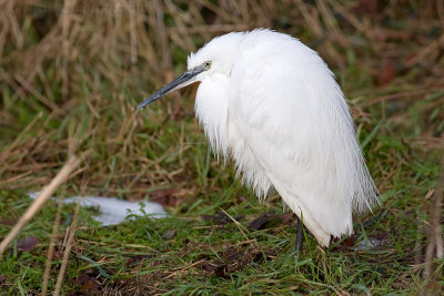 Kleine Zilverreiger / Little Egret