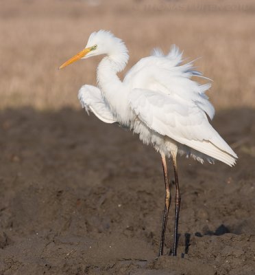 Grote Zilverreiger / Western Great Egret