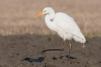 Grote Zilverreiger / Western Great Egret