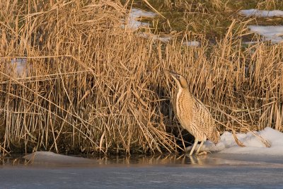 Roerdomp / Eurasian Bittern