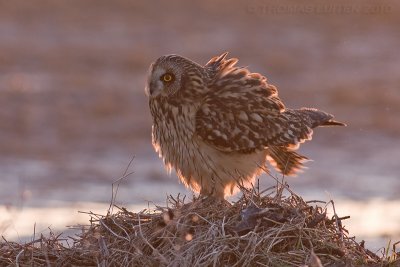 Velduil / Short-eared Owl