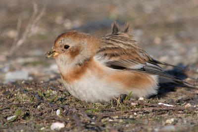 Sneeuwgors / Snow Bunting