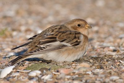 Sneeuwgors / Snow Bunting