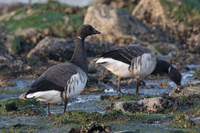 Witbuikrotgans / White-bellied Brent Goose