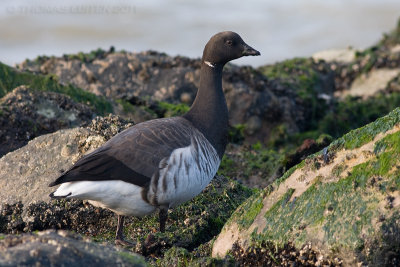 Witbuikrotgans / White-bellied Brent Goose