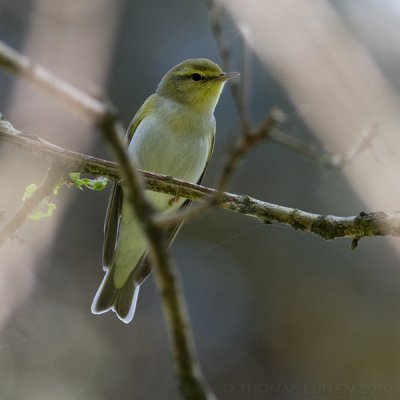Fluiter / Wood Warbler
