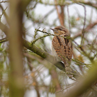 Draaihals / Wryneck