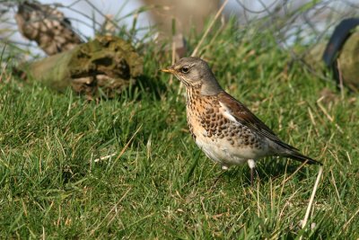 Kramsvogel / Fieldfare