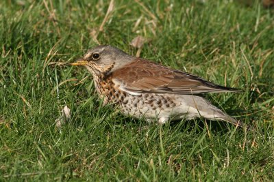 Kramsvogel / Fieldfare