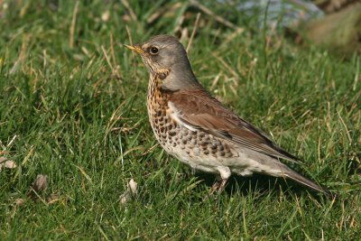 Kramsvogel / Fieldfare