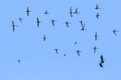 IJslandse Grutto / Black-tailed Godwit (islandica)