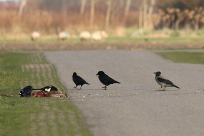 Bonte Kraai / Hooded Crow