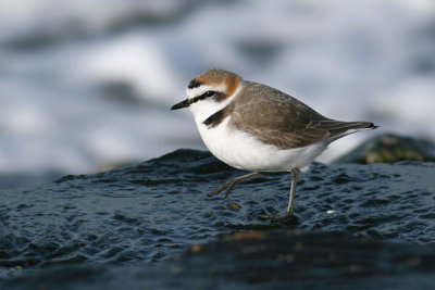 Strandplevier / Kentish Plover