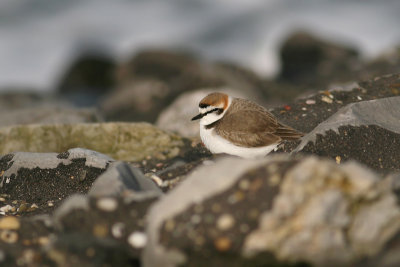 Strandplevier / Kentish Plover