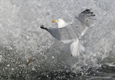 Zilvermeeuw / Herring Gull