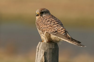 Torenvalk / Kestrel