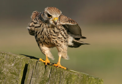 Torenvalk / Kestrel