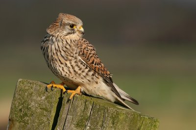 Torenvalk (Falco tinunculus)