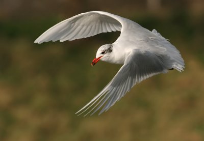 Zwartkopmeeuw / Mediterranean Gull