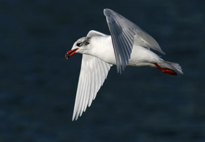 Zwartkopmeeuw / Mediterranean Gull