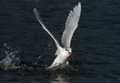 Zwartkopmeeuw / Mediterranean Gull