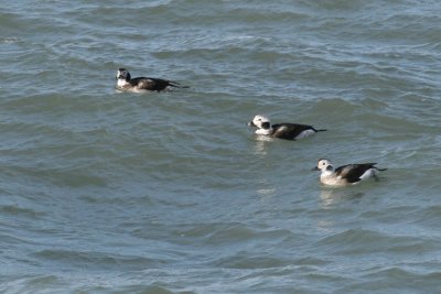 IJseend / Long-tailed Duck