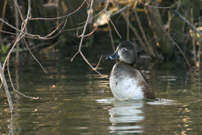 Ringsnaveleend / Ring-necked Duck