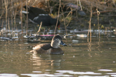 Ringsnaveleend / Ring-necked Duck