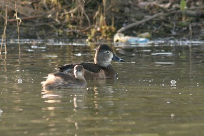 Ringsnaveleend / Ring-necked Duck