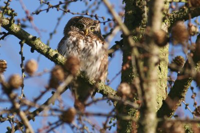 Dwerguil / Pygmy Owl