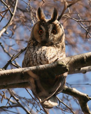 Ransuil / Long-eared Owl