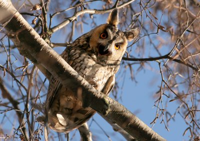 Ransuil / Long-eared Owl
