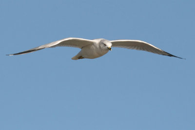 Ringsnavelmeeuw / Ring-billed Gull