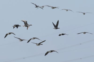 Roodhalsgans / Red-breasted Goose