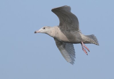 Grote Burgemeester / Glaucous Gull