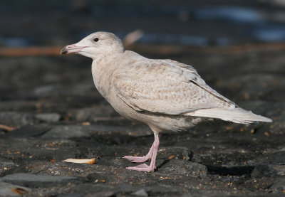 Grote Burgemeester / Glaucous Gull