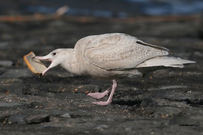 Grote Burgemeester / Glaucous Gull