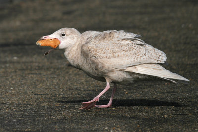 Grote Burgemeester / Glaucous Gull