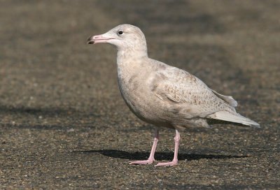 Grote Burgemeester / Glaucous Gull