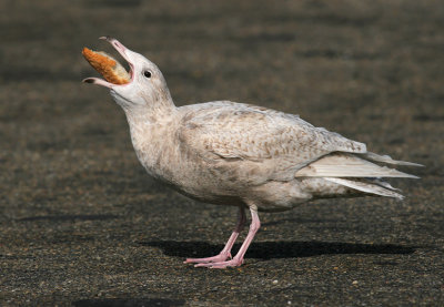 Grote Burgemeester / Glaucous Gull