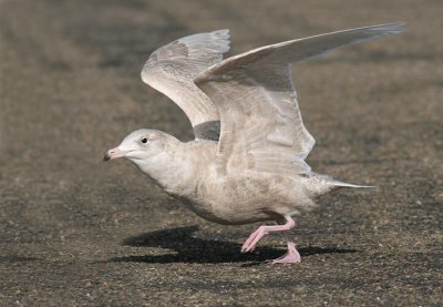 Grote Burgemeester / Glaucous Gull