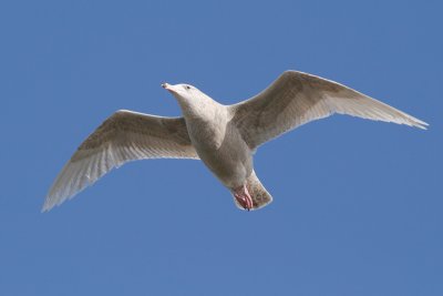 Grote Burgemeester / Glaucous Gull