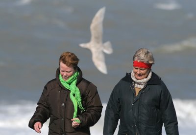 Grote Burgemeester / Glaucous Gull