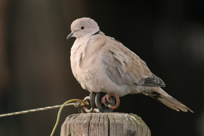 Turkse Tortel / Collared Turtle Dove